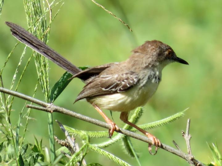 Red-fronted Prinia