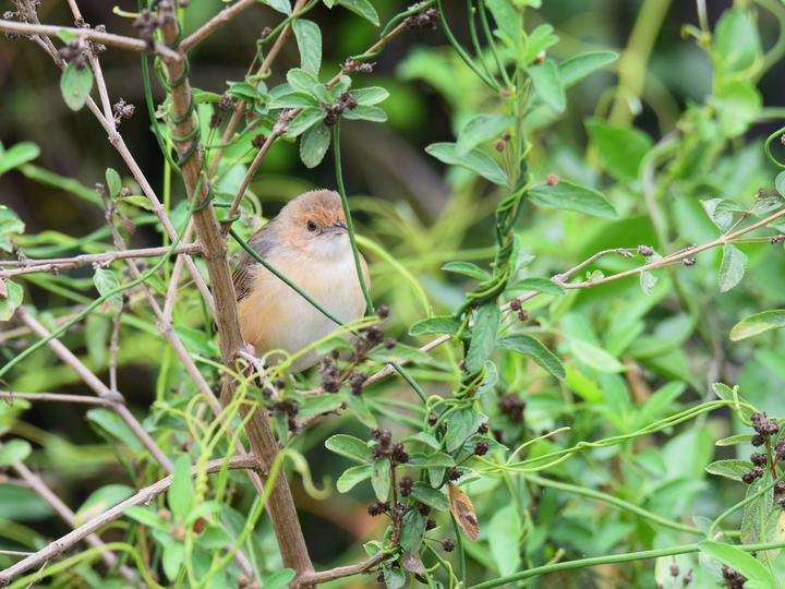 Red-faced Cisticola
