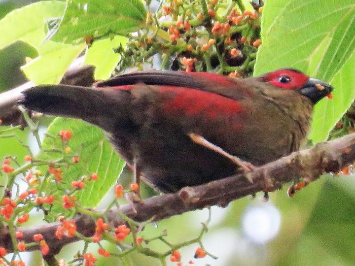 Red-faced Crimsonwing