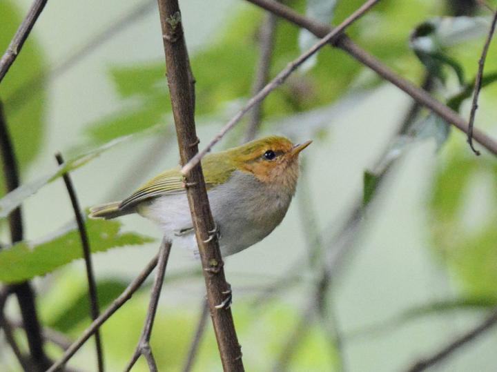 Red-faced Woodland Warbler