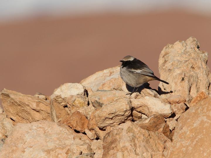 Red-rumped Wheatear