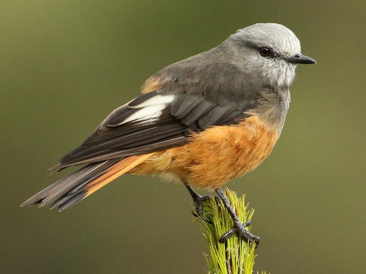 Red-rumped Bush Tyrant