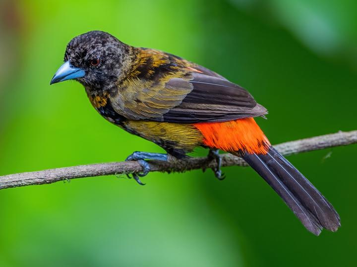 Scarlet-rumped Tanager