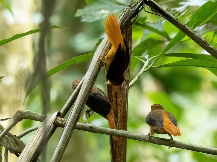 Cinnamon-rumped Foliage-gleaner