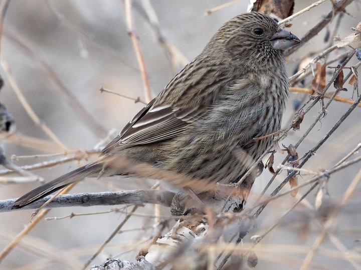Red-mantled Rosefinch