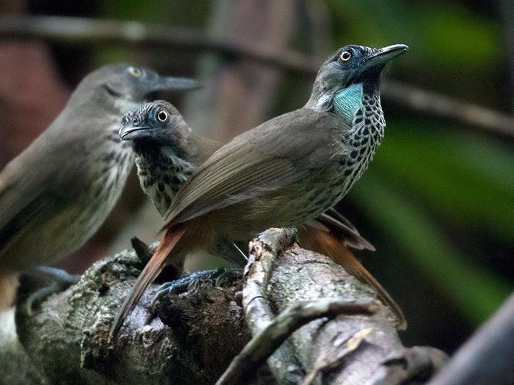 Chestnut-rumped Babbler