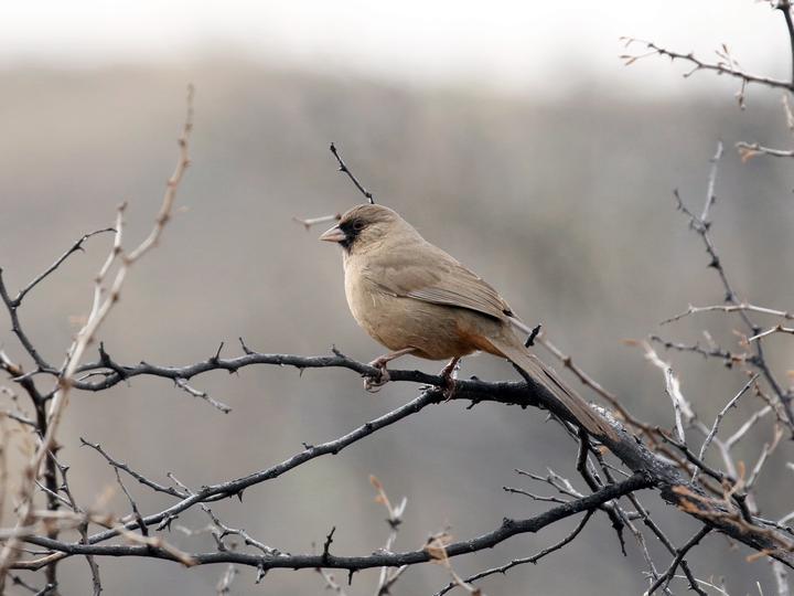 Abert's Towhee