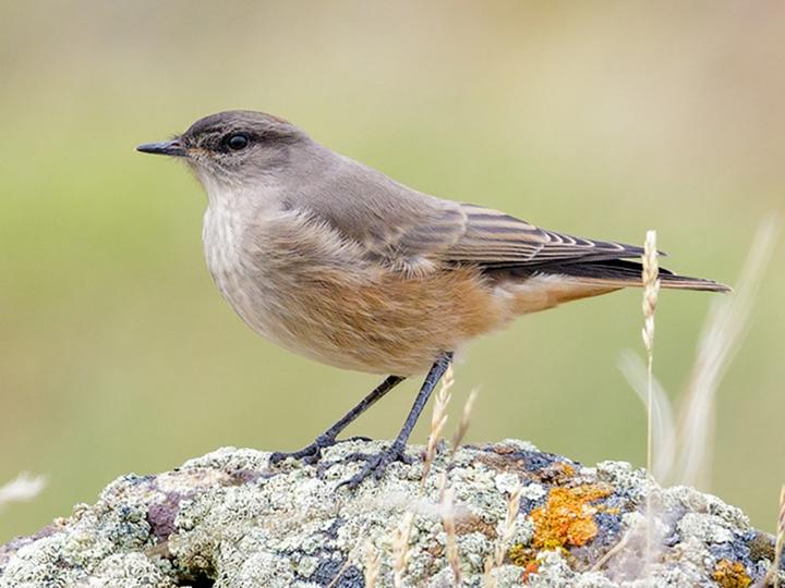 Cinnamon-bellied Ground Tyrant