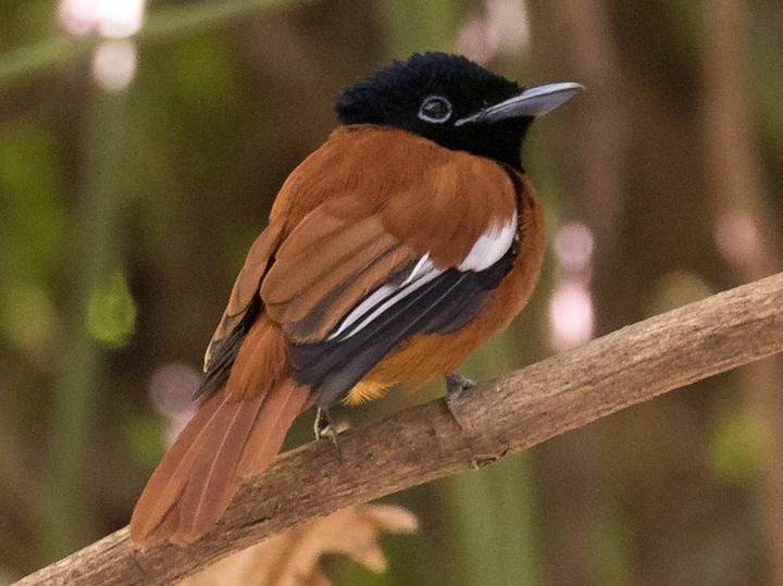 Red-bellied Paradise Flycatcher