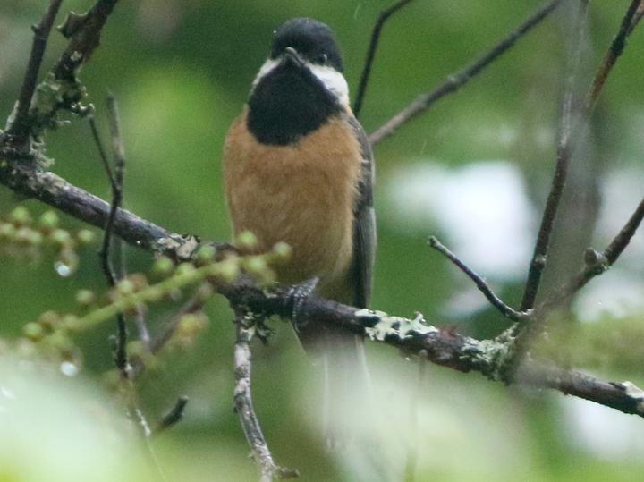 Pere David's Tit
