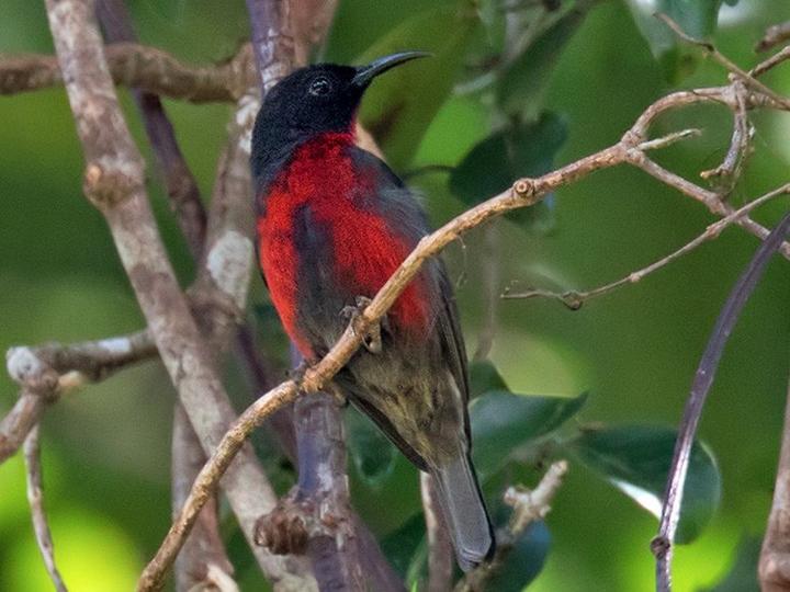 Red-vested Myzomela