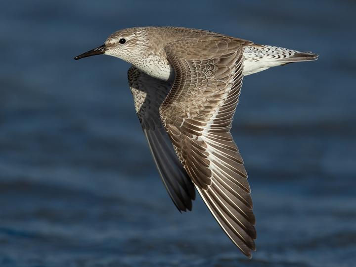 Red Knot