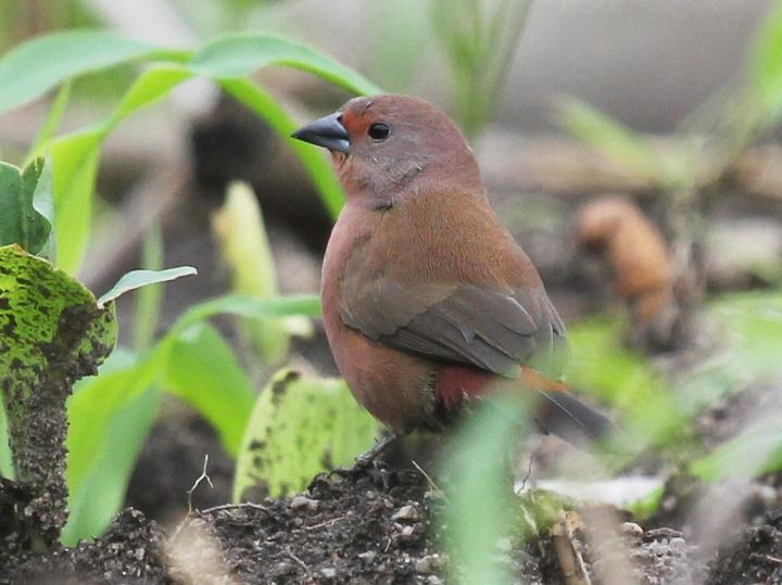 Jameson's Firefinch
