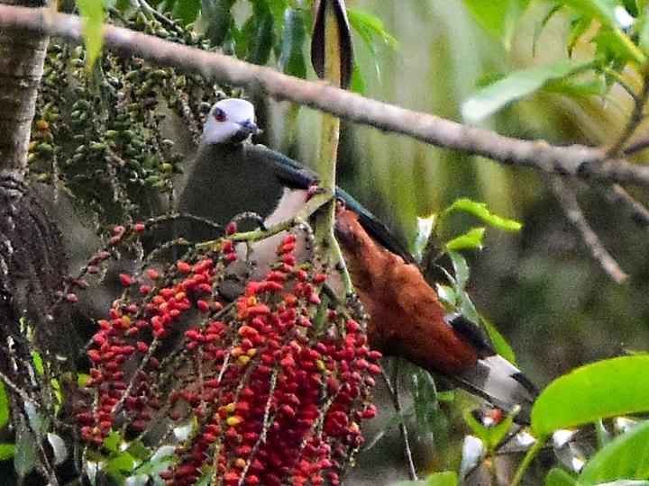 Pink-bellied Imperial Pigeon
