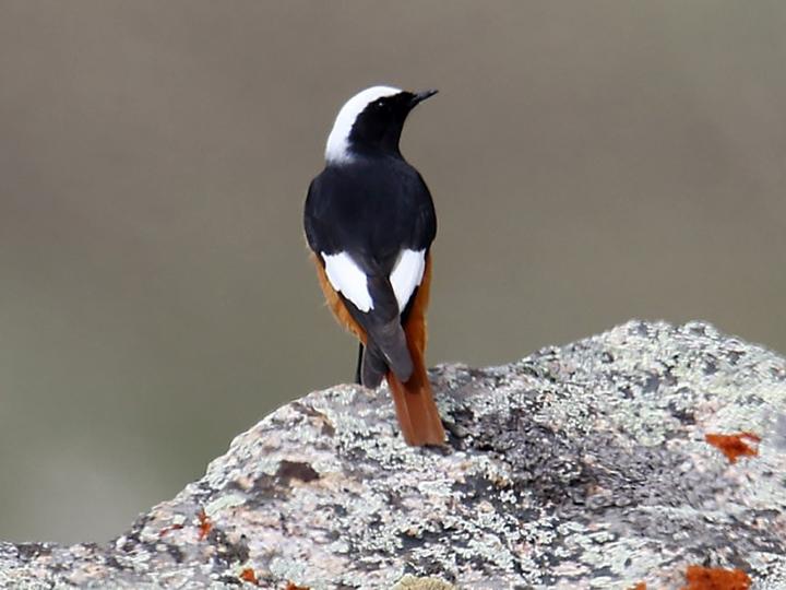Güldenstädt's Redstart
