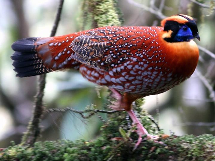Temminck's Tragopan