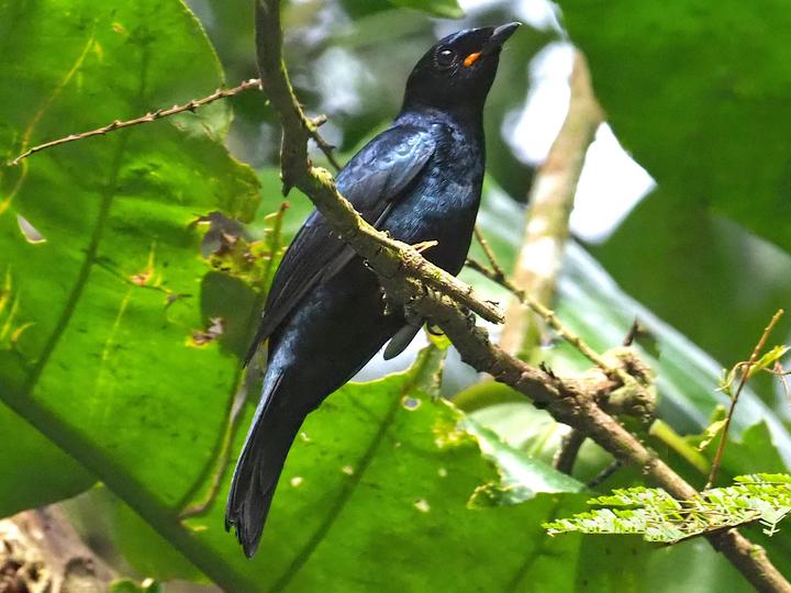 Petit's Cuckooshrike