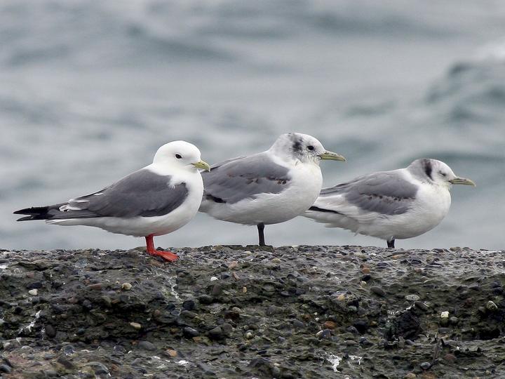 Red-legged Kittiwake