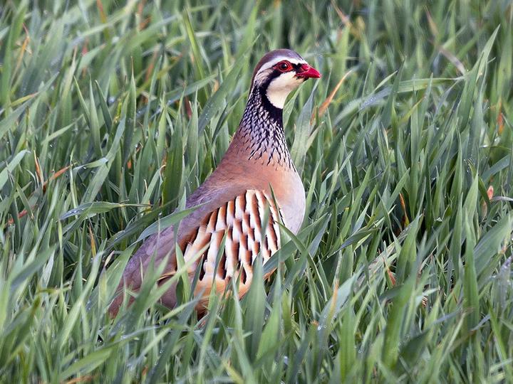 Red-legged Partridge