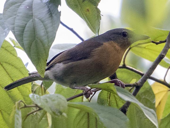 Pink-footed Puffback