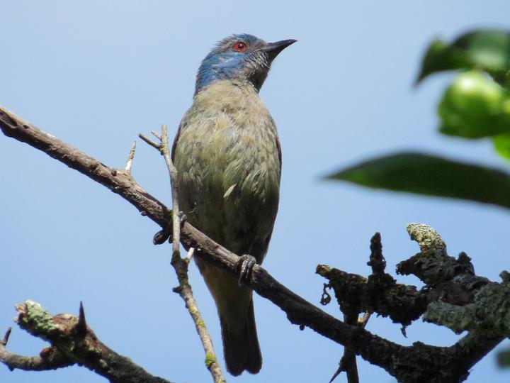 Scarlet-thighed Dacnis