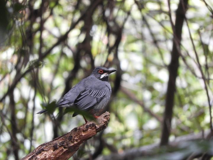 Red-legged Thrush