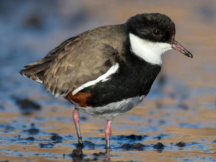 Red-kneed Dotterel