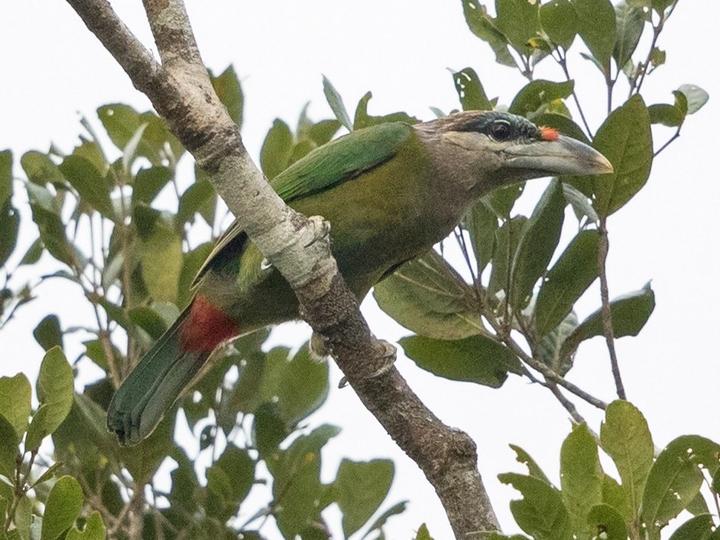 Red-vented Barbet