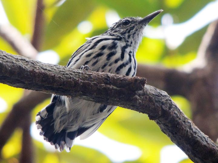 Cherrie's Antwren