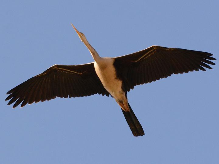 African Darter