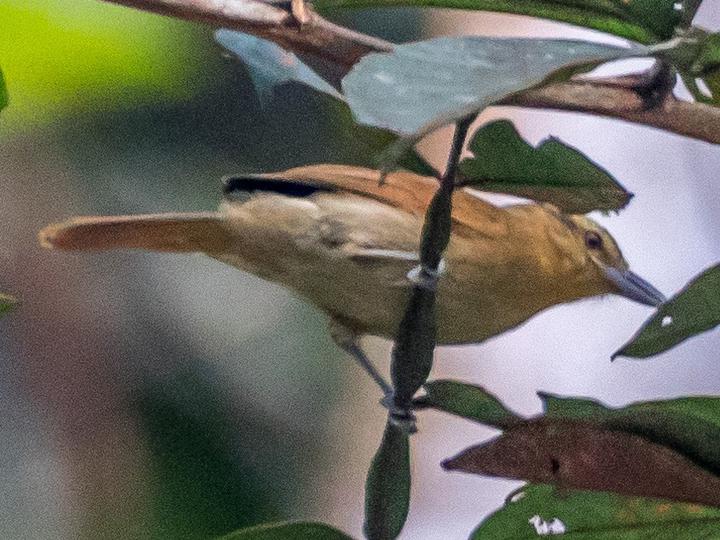 Rufescent Antshrike