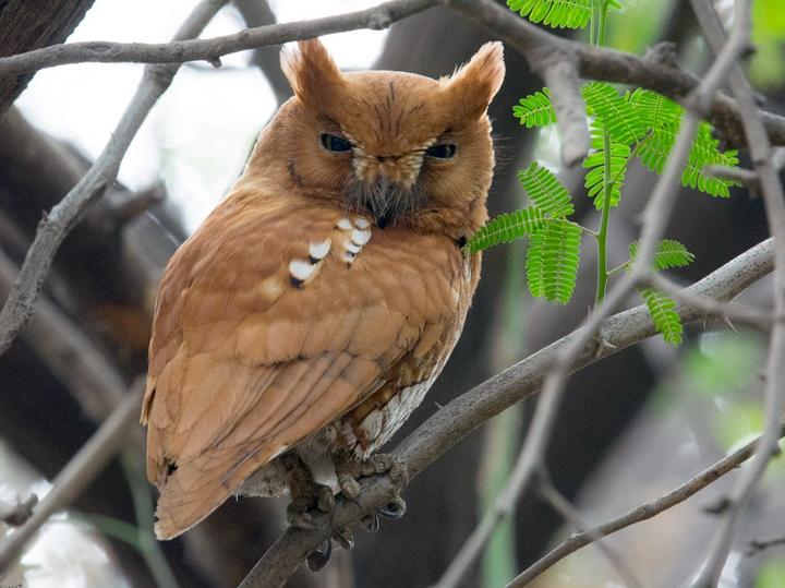 Oriental Scops Owl