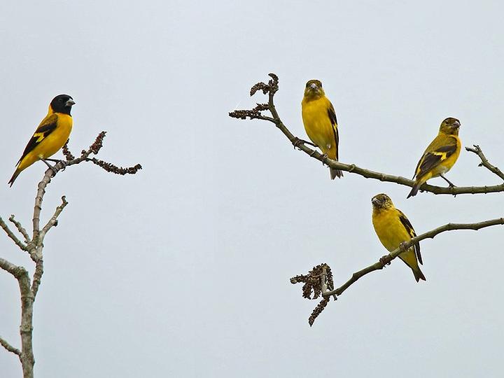 Saffron Siskin