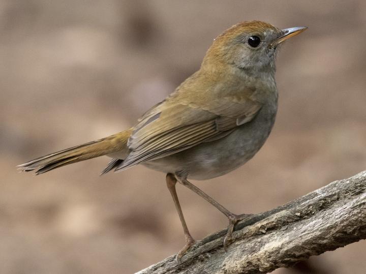 Ruddy-capped Nightingale-Thrush