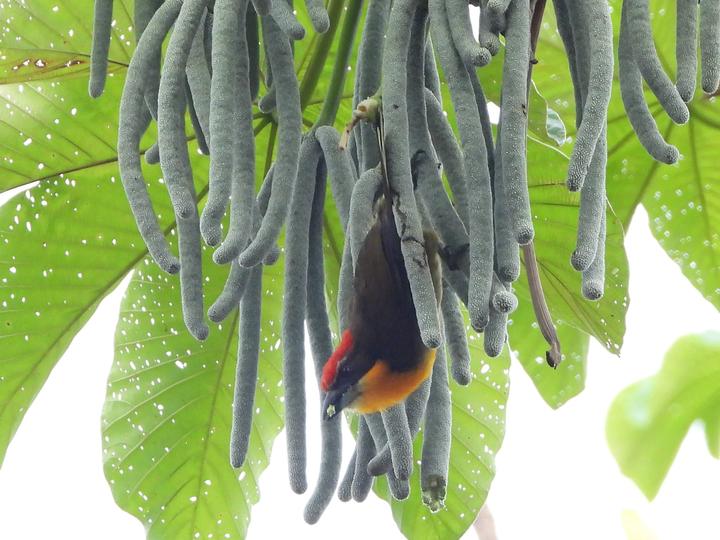 Scarlet-crowned Barbet