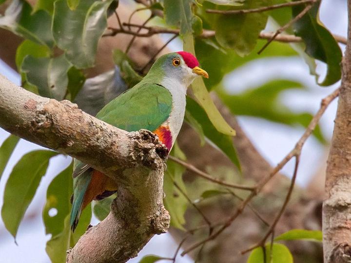Beautiful Fruit Dove