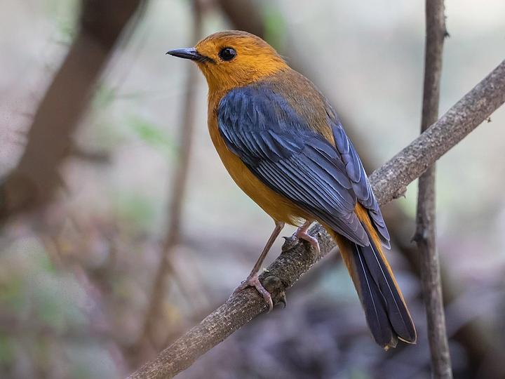 Red-capped Robin-Chat