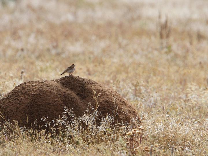 Red-capped Lark