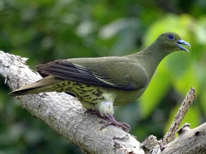 Taiwan Green Pigeon