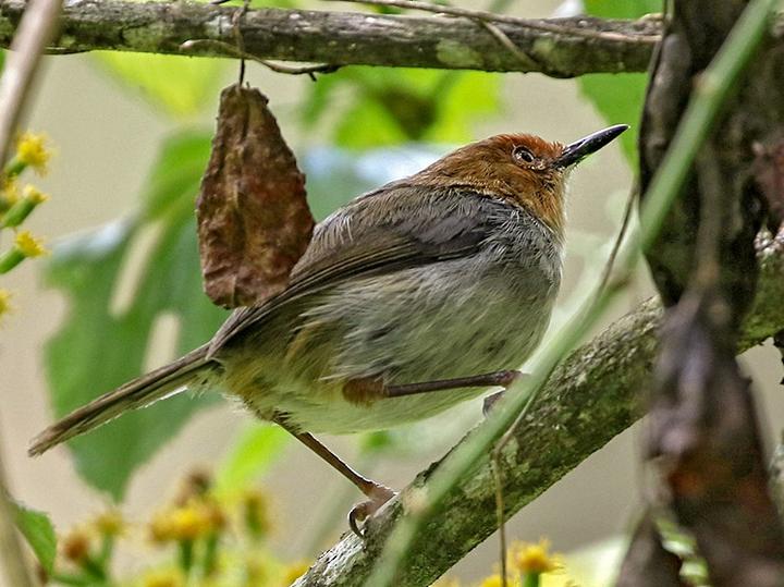 Red-capped Forest Warbler