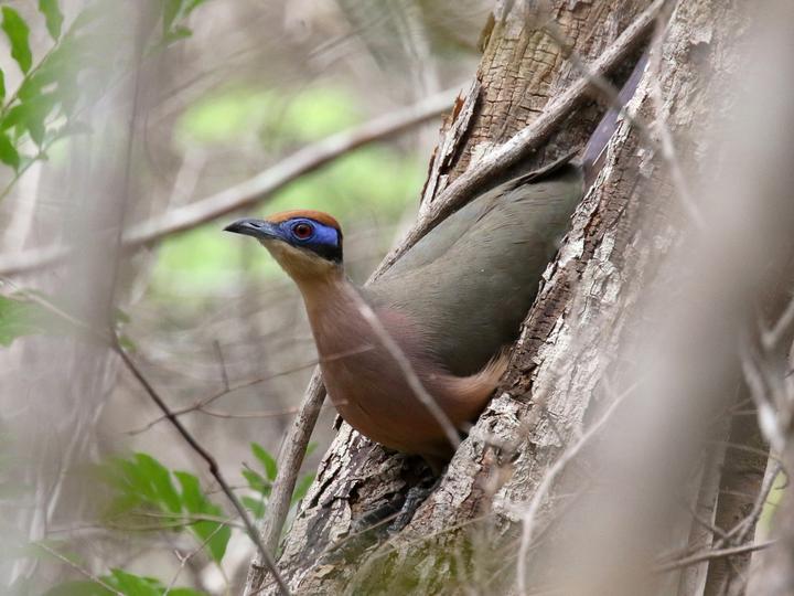 Red-capped Coua