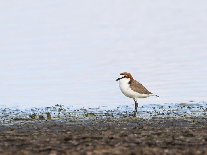Red-capped Plover