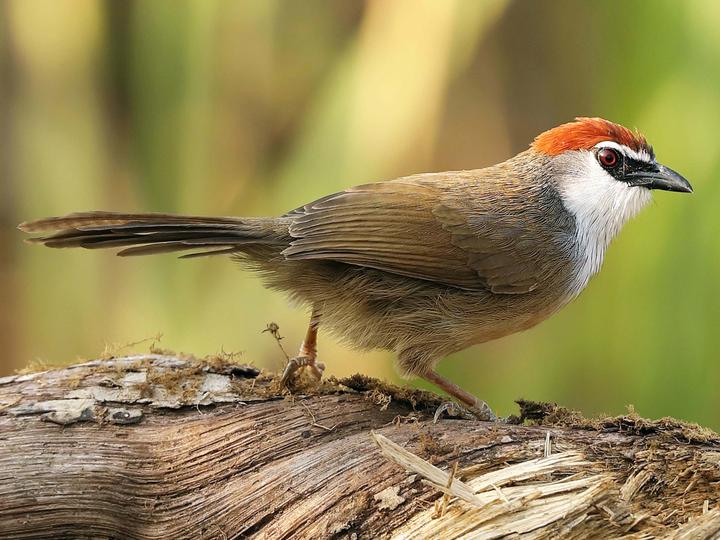 Chestnut-capped Babbler