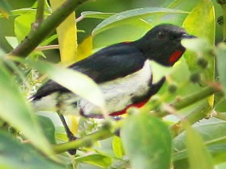 Scarlet-collared Flowerpecker