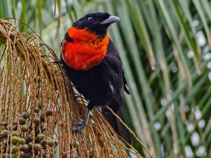 Red-ruffed Fruitcrow