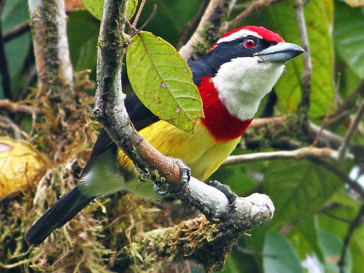 Scarlet-banded Barbet