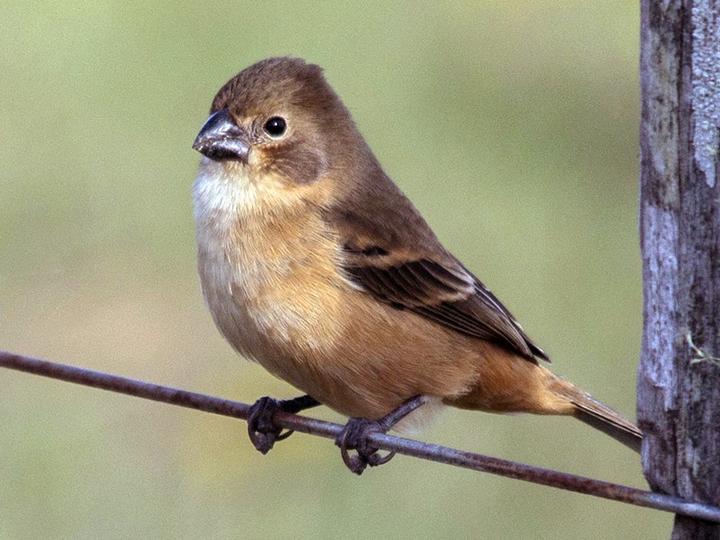 Rusty-collared Seedeater