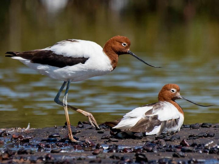 Red-necked Avocet