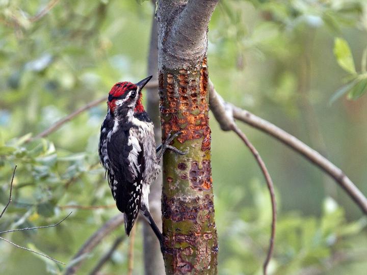 Red-naped Sapsucker