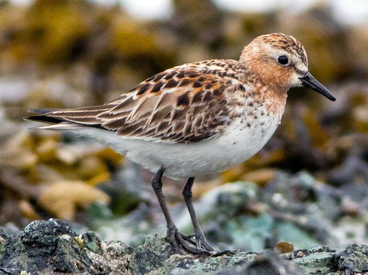 Red-necked Stint